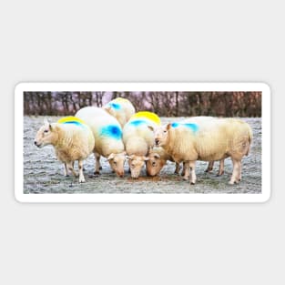 Colourful Sheep Sticker